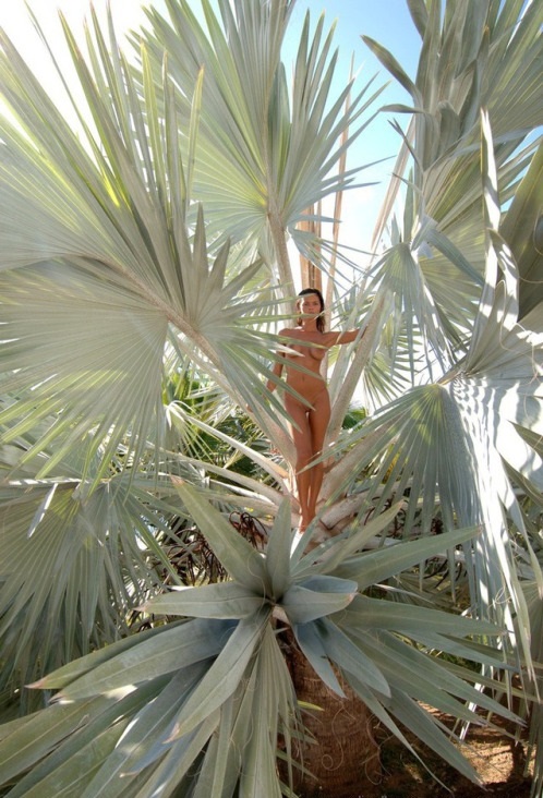 498x732, 154 Kb / пальма, листья