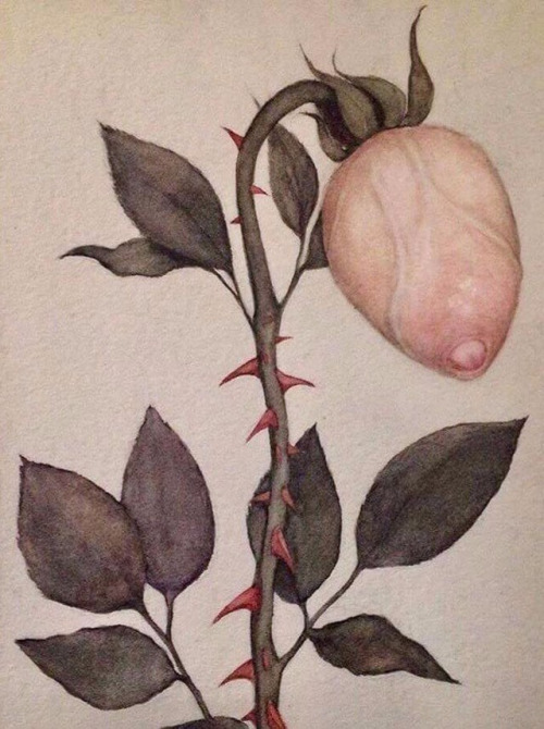 500x670, 108 Kb / роза, цветок, хер, головка, шипы