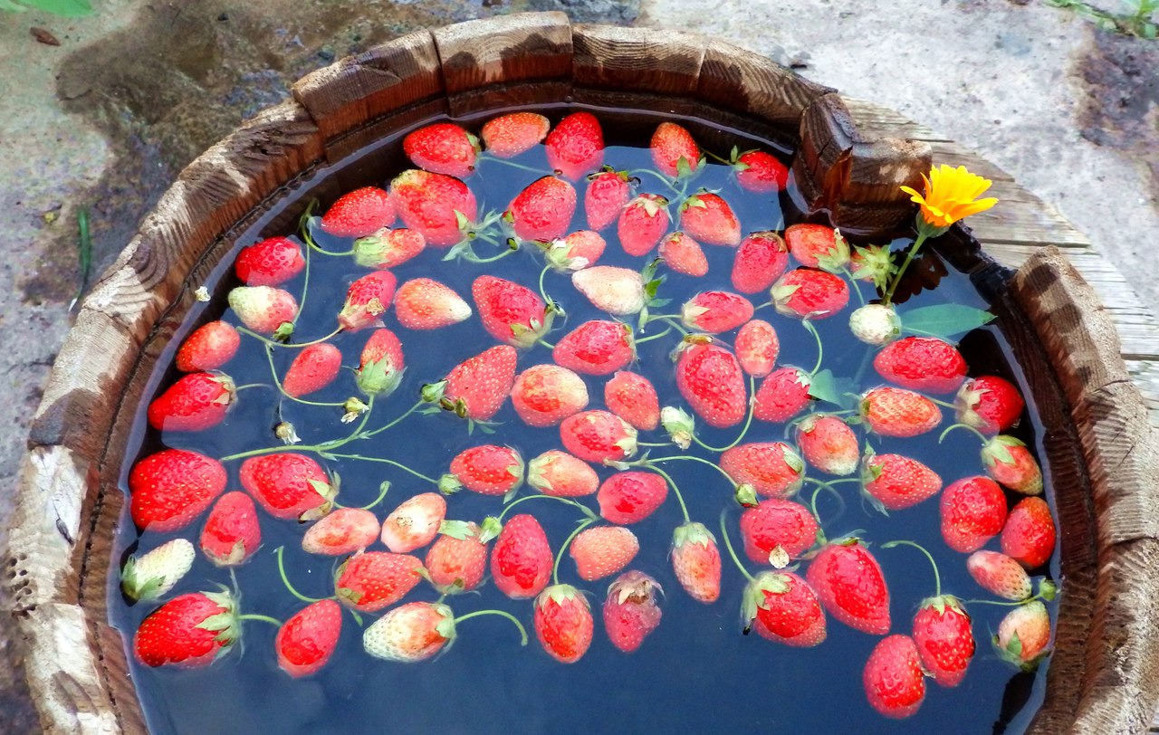 1280x812, 440 Kb / клубника, вода, цветок