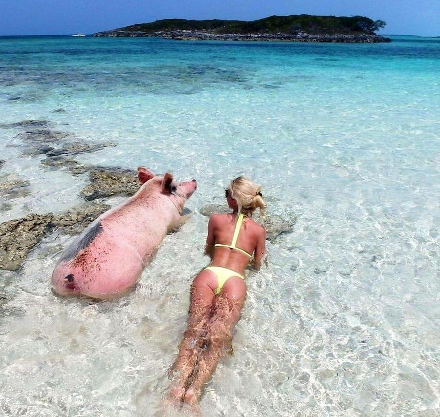 900x854, 236 Kb / Свинья, отдых, свинище