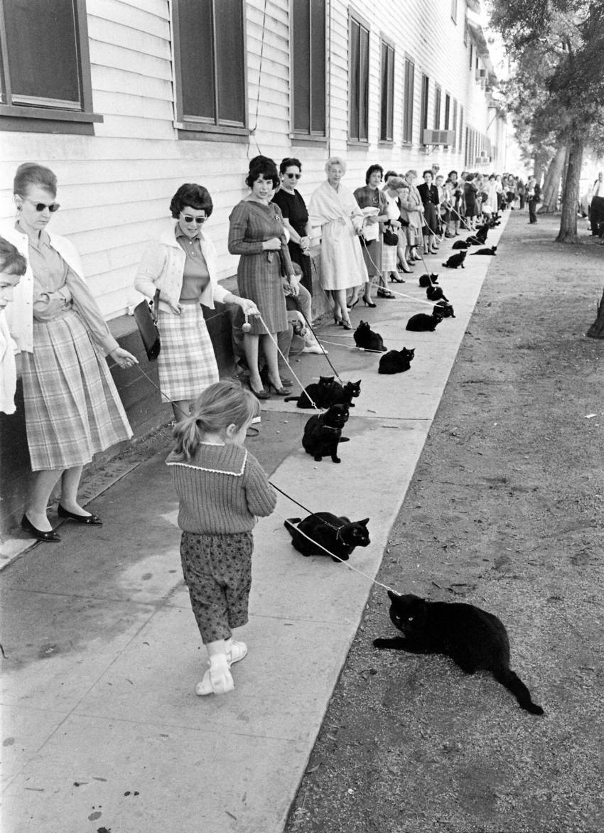 850x1172, 329 Kb / черные, коты, кастинг