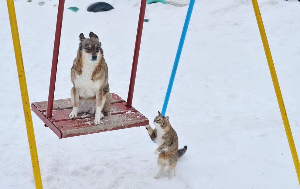 988x624, 81 Kb / кот, собака, качели