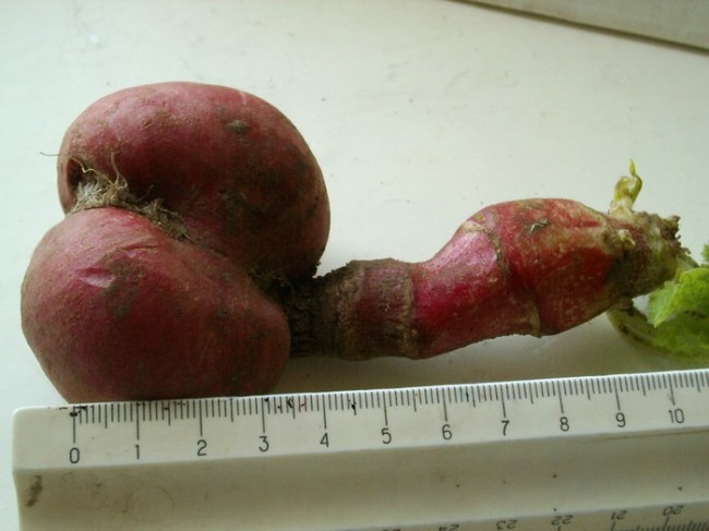 650x487, 54 Kb / картофель, член