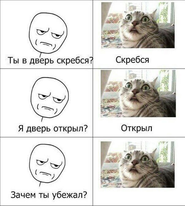 604x671, 69 Kb / кот, скрёбся, дверь