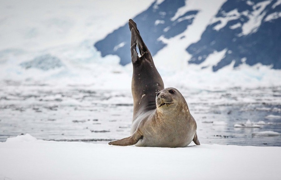 900x578, 83 Kb / нерпа, тюлень, гимнастика