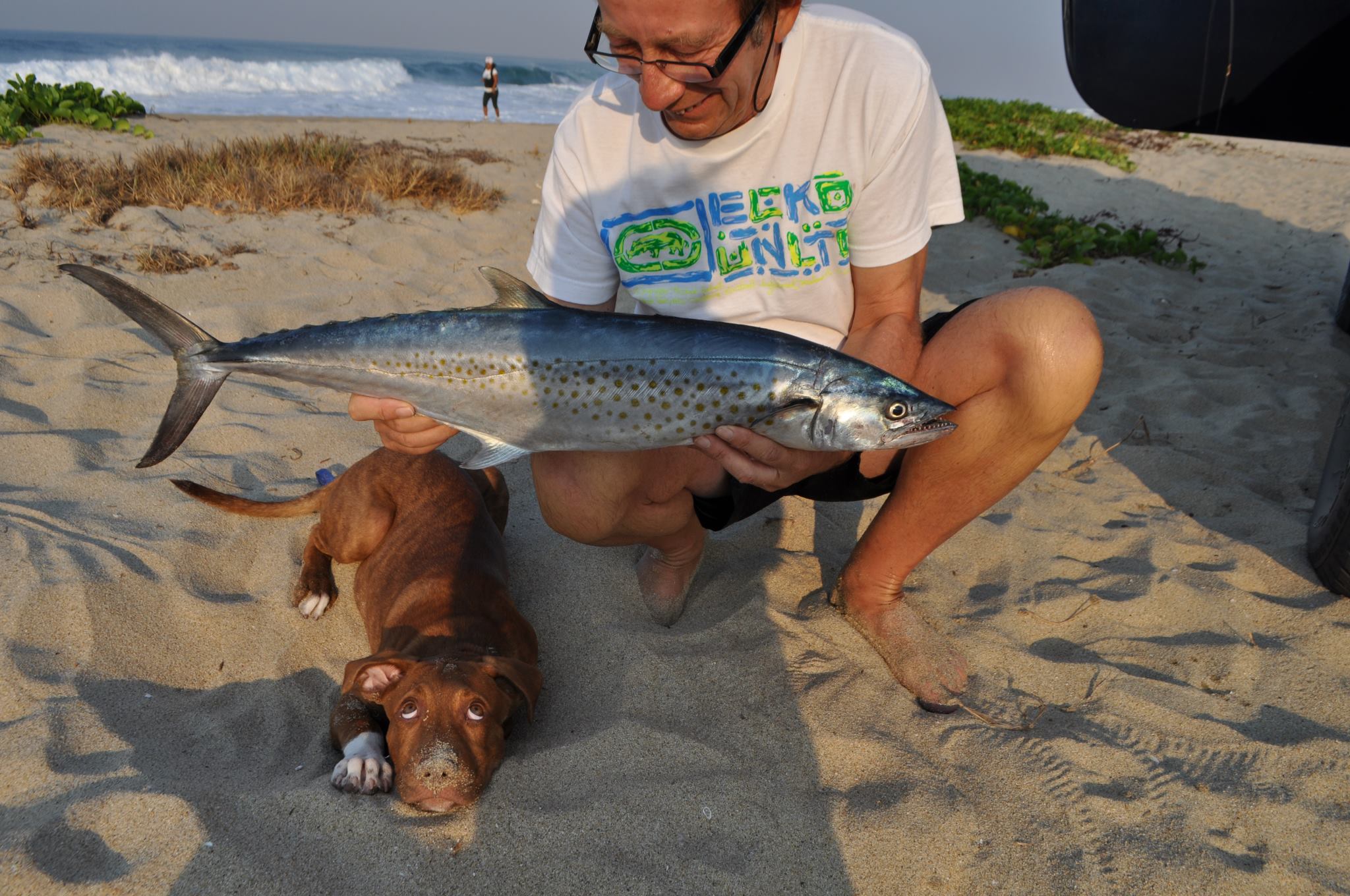 2048x1360, 397 Kb / рыба, собака, пляж, взгляд