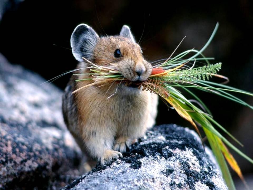 960x720, 138 Kb / пищуха, грызун, мышь, трава