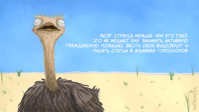 800x450, 56 Kb / страус, глаз, мозг, видеоблог, позиция