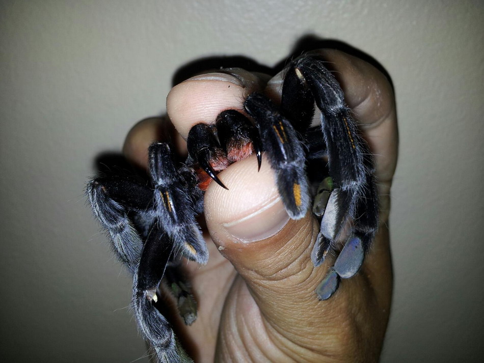 950x713, 151 Kb / паучок, паук, пальцы