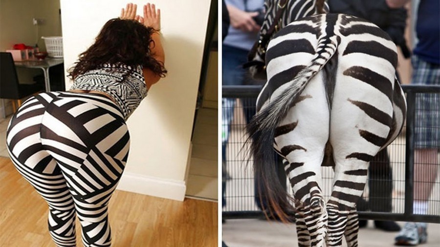 900x506, 119 Kb / зебра, жопа