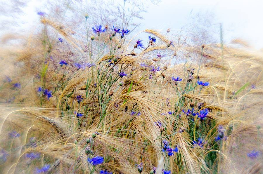 900x596, 132 Kb / пшеница, васильки