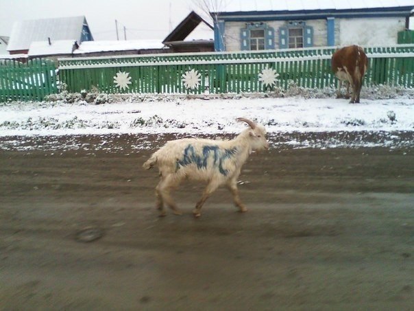 604x453, 62 Kb / козел, дпс