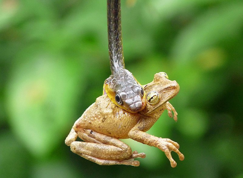 800x587, 84 Kb / змея, лягушка