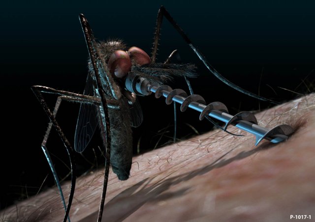 640x452, 40 Kb / комар