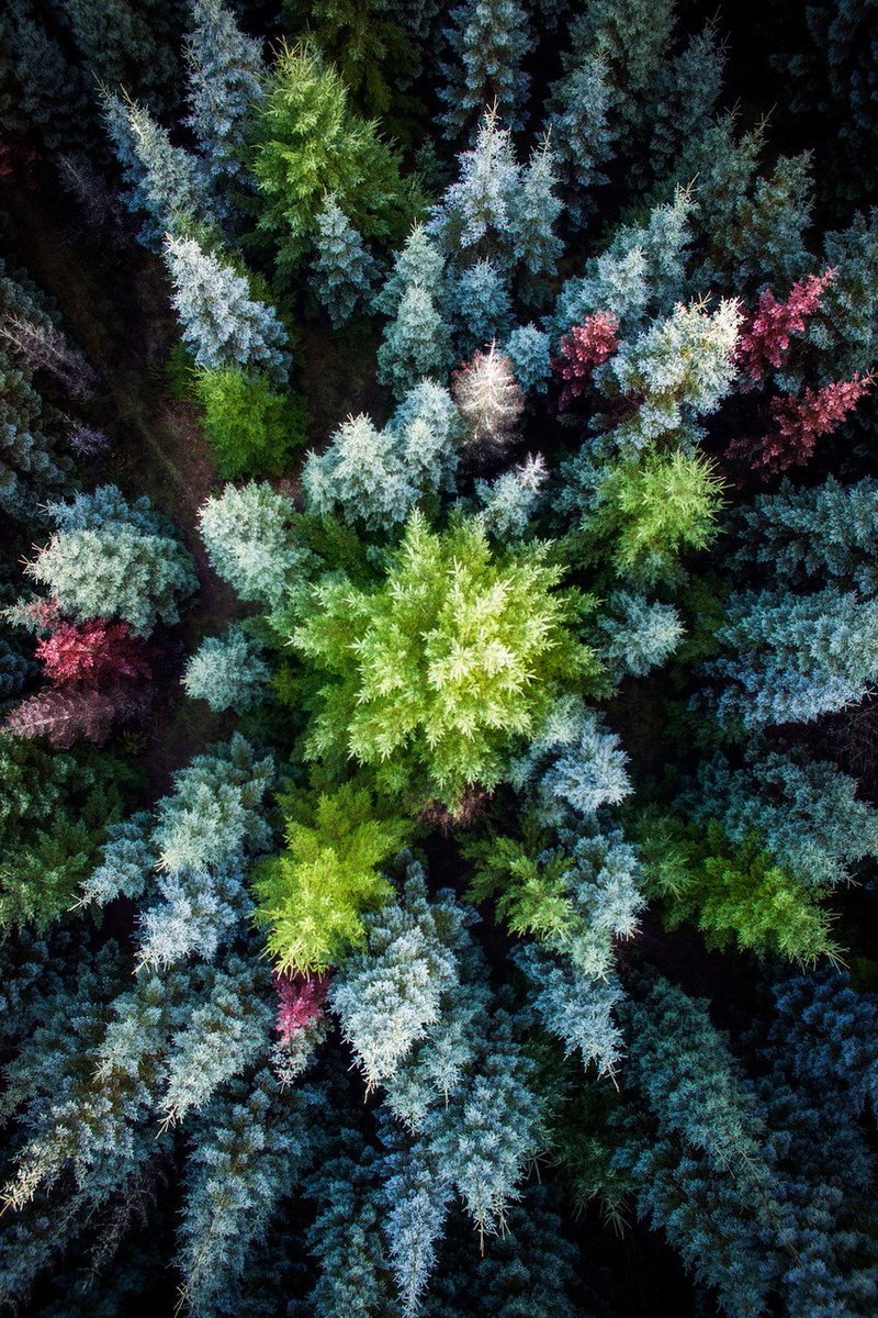 800x1200, 343 Kb / ёлки, лес, сверху