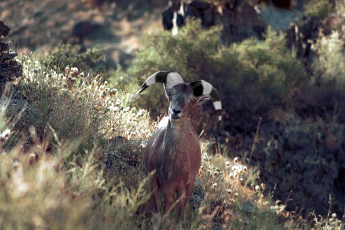 700x468, 76 Kb / козел