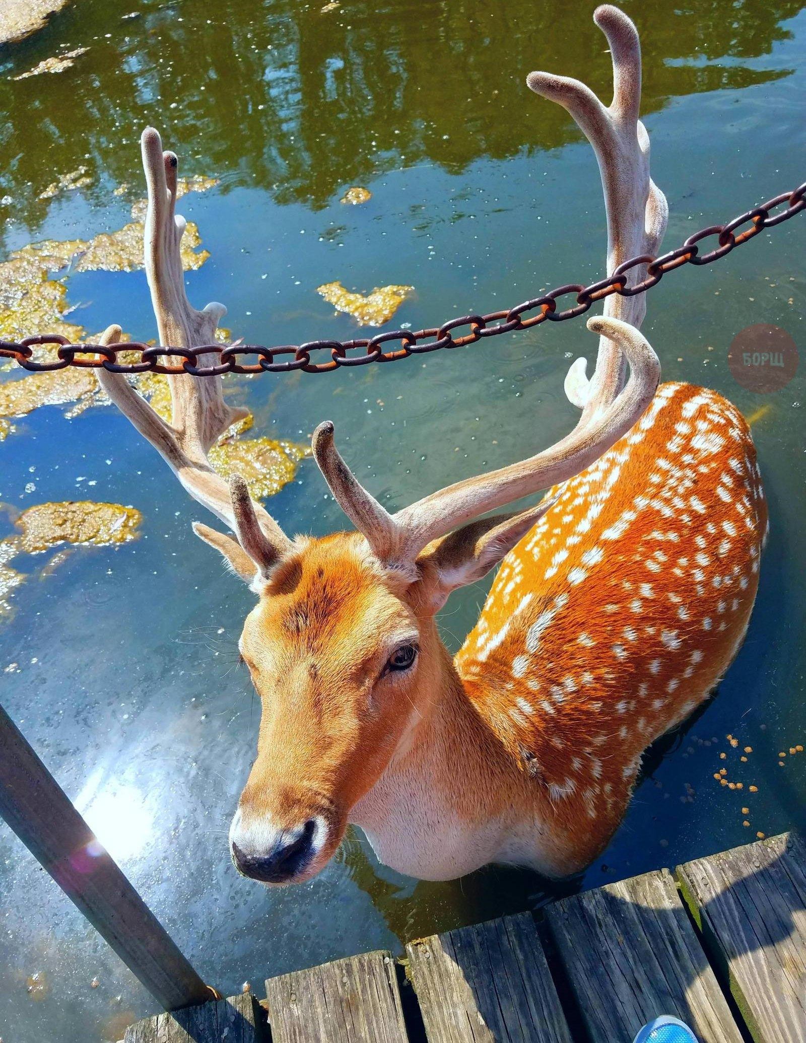 1600x2071, 633 Kb / олень, цепь, вода