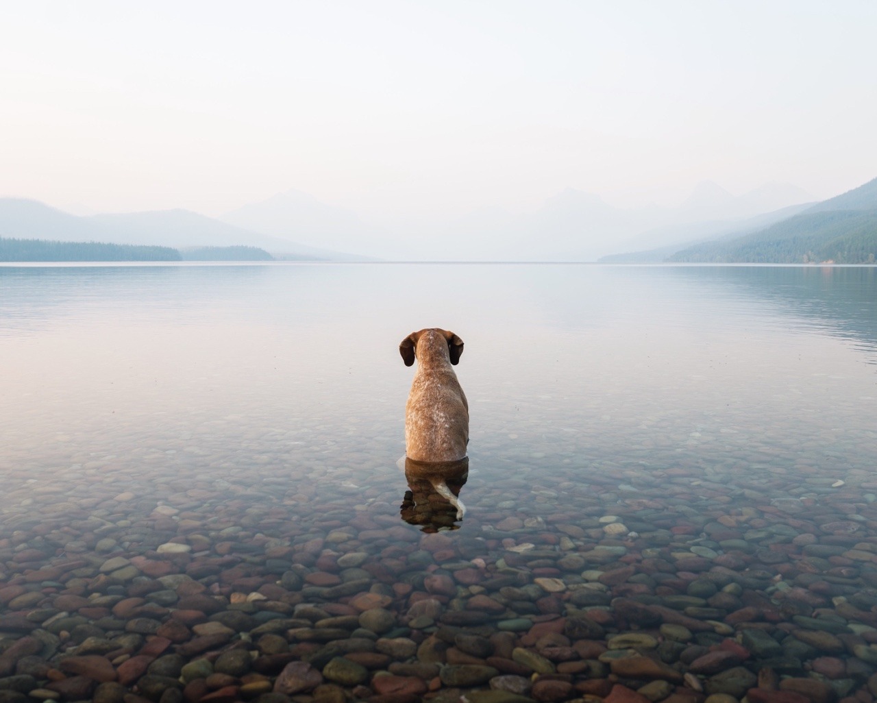 1280x1026, 169 Kb / собака, озеро, камни, туман