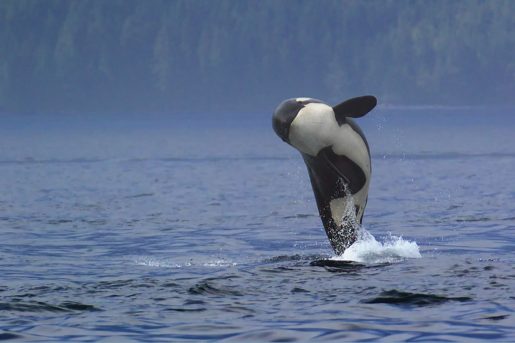 1024x682, 204 Kb / касатка, косатка