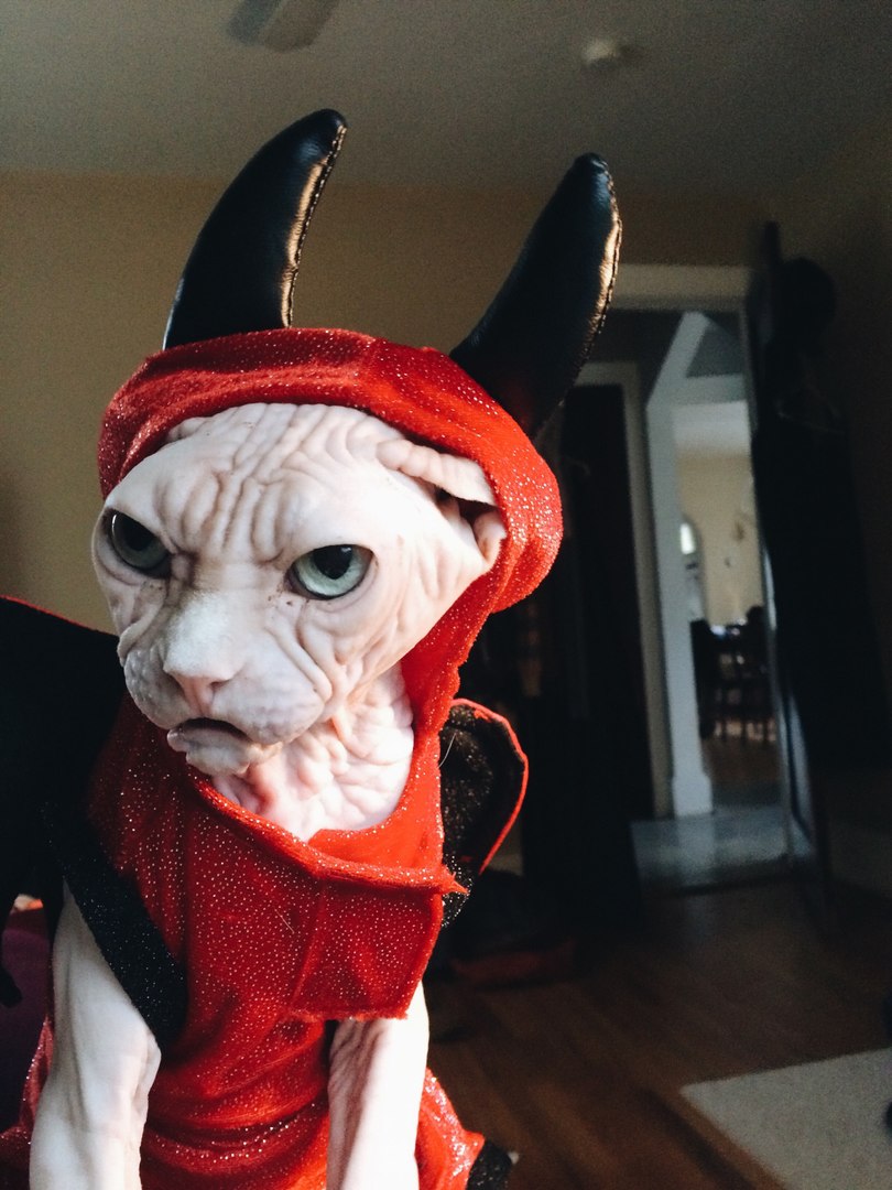 810x1080, 145 Kb / кот, рога, зло, сфинкс