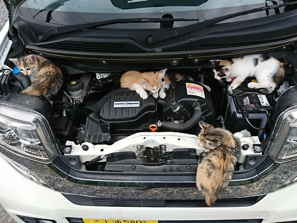 1200x900, 263 Kb / хонда, кошки