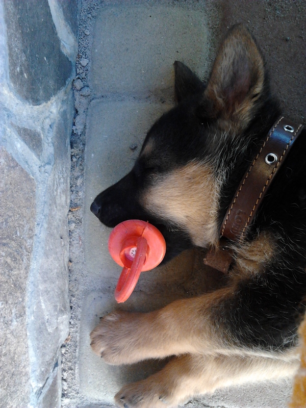 600x800, 284 Kb / собака, ошейник, соска