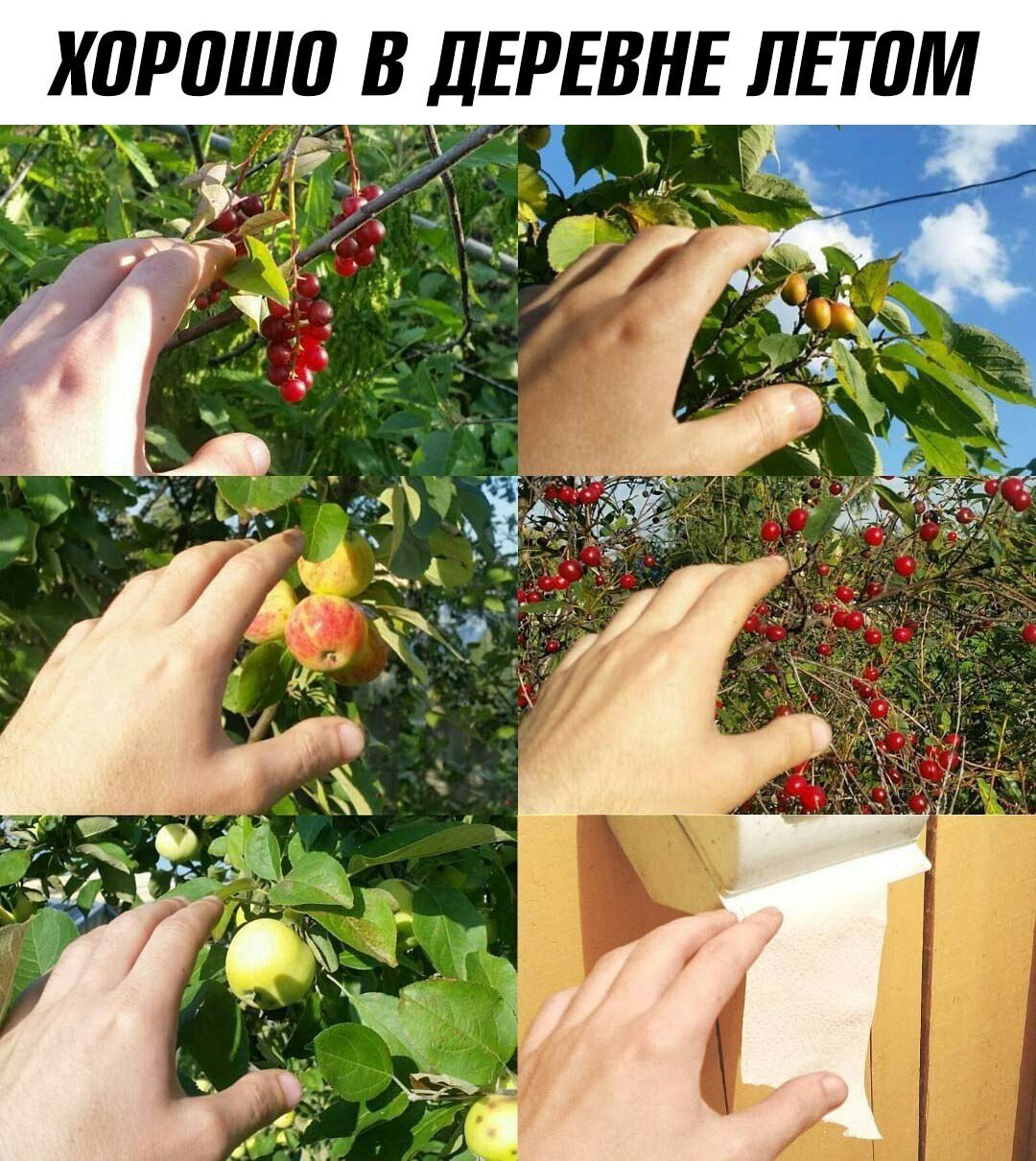 1080x1210, 269 Kb / деревня, лето, яблоко, рука