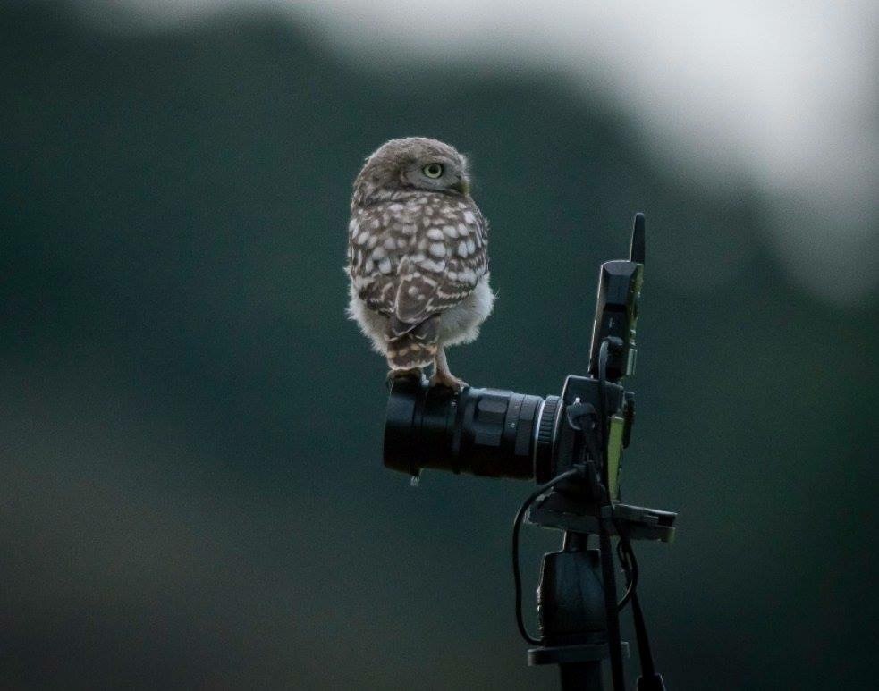 983x773, 65 Kb / сова, фотоаппарат