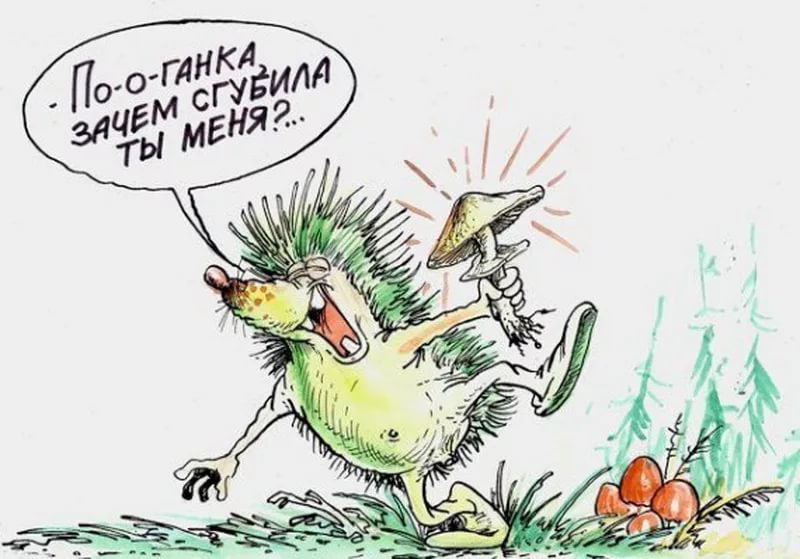 800x559, 70 Kb / ёжик, гриб, поганка