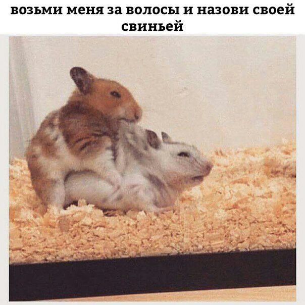 604x604, 62 Kb / хомяки