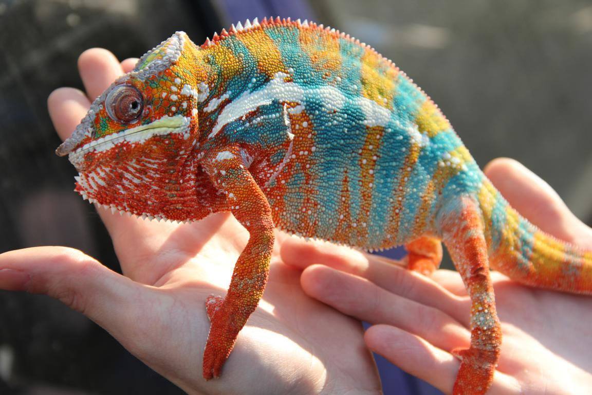 1152x768, 115 Kb / хамелеон