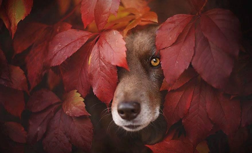 879x533, 82 Kb / листья, собака