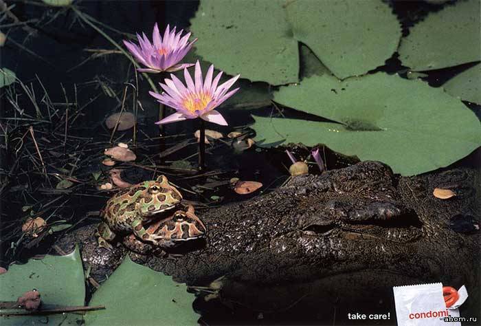 700x474, 57 Kb / лягушки, крокодил, секс
