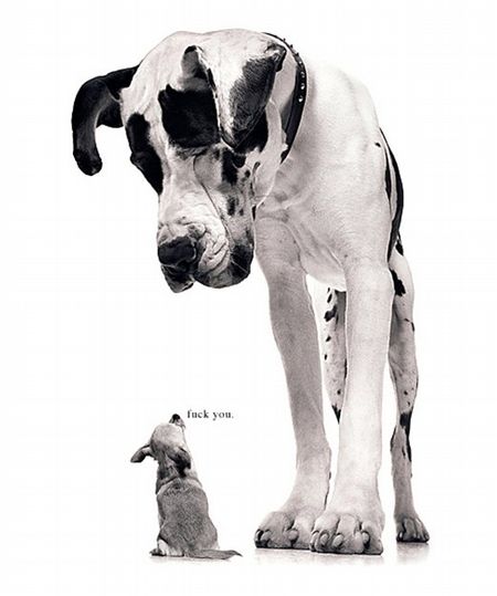 450x539, 29 Kb / собаки, дог, шавка