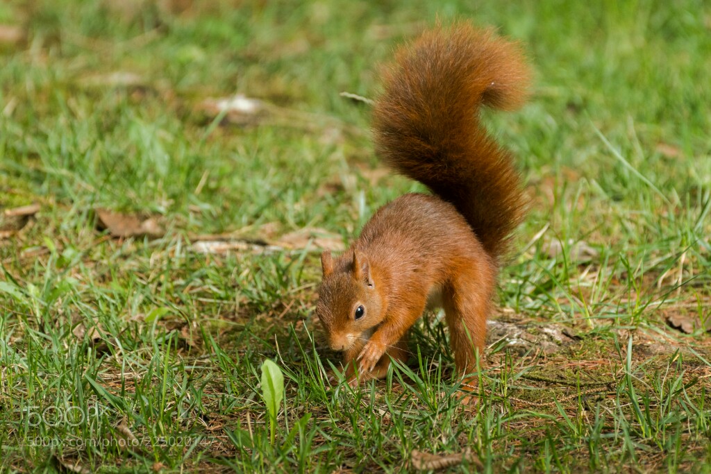 1024x683, 243 Kb / белочка, трава, белка