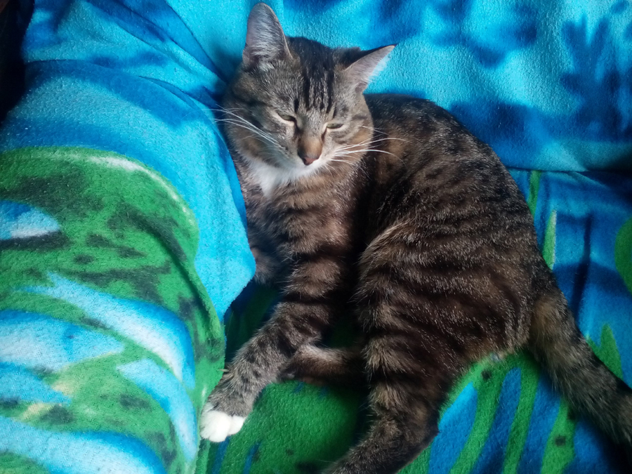 900x675, 543 Kb / кот, покрывало