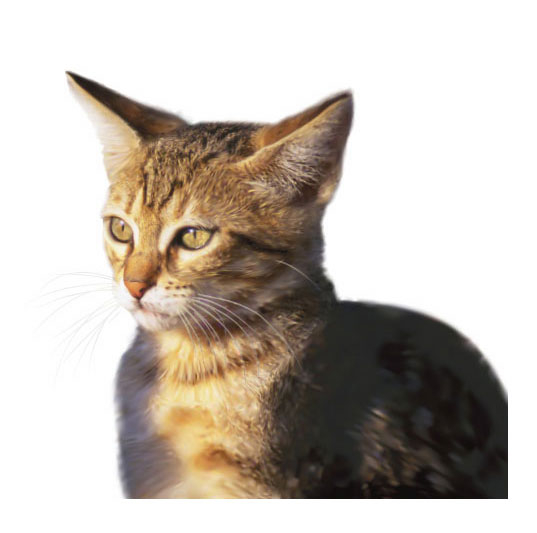 537x533, 32 Kb / трейс, Illustrator, trace, градиентные сетки, 2D, кот