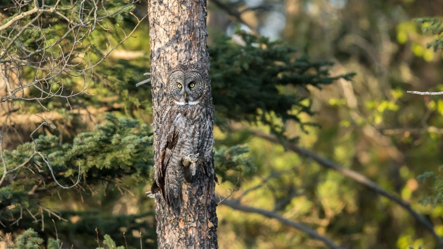 900x506, 135 Kb / сова, мимикрия