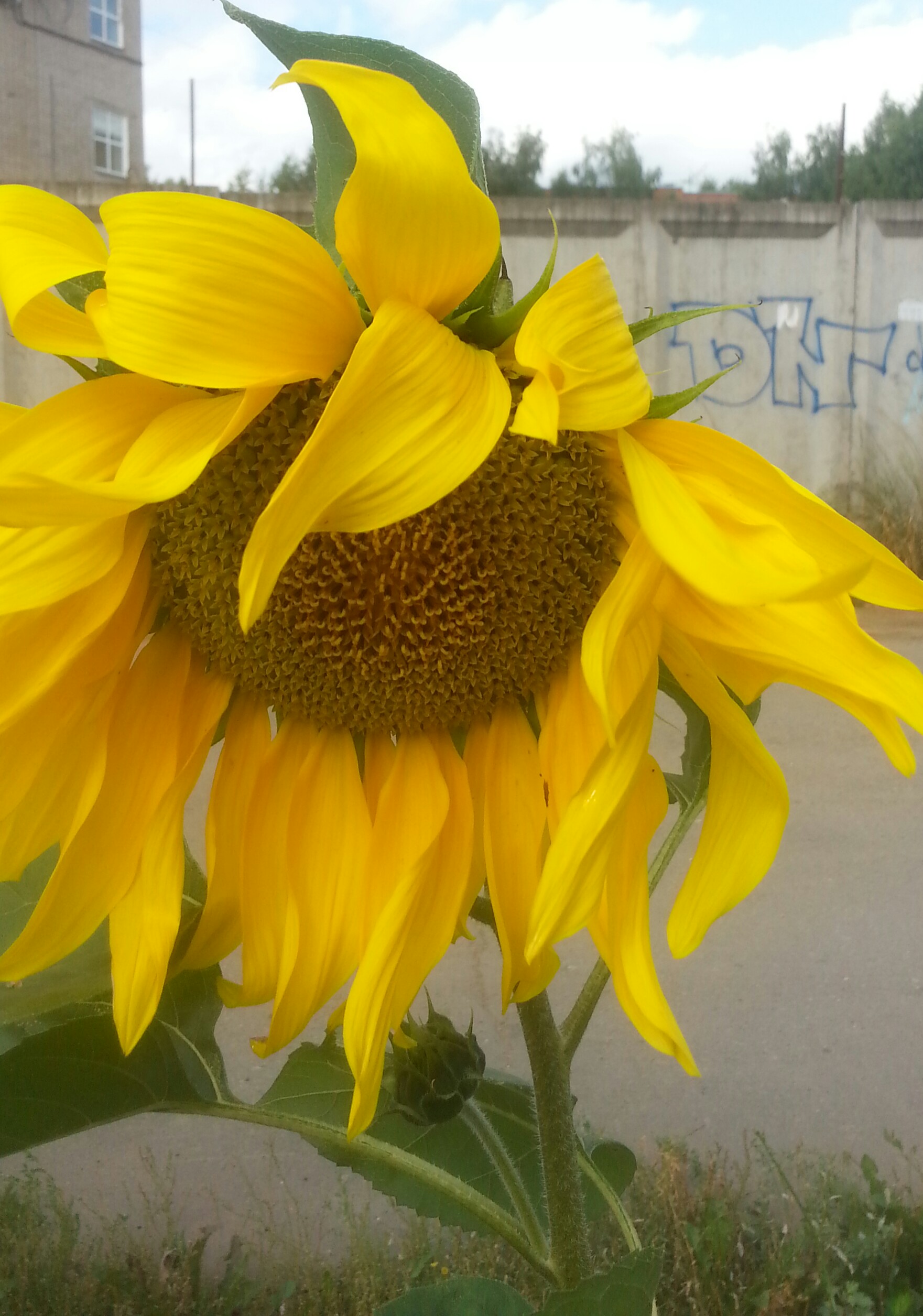 1761x2511, 588 Kb / Подсолнух, д/р, забор