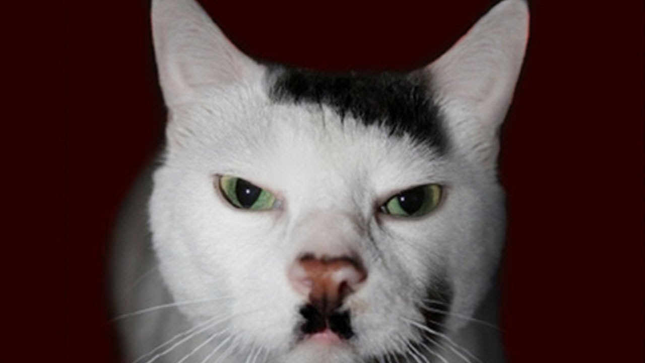 1280x720, 46 Kb / котик, милота, гитлер, усы