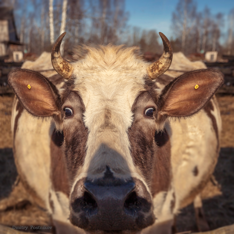 900x898, 480 Kb / корова, глаза, взгляд