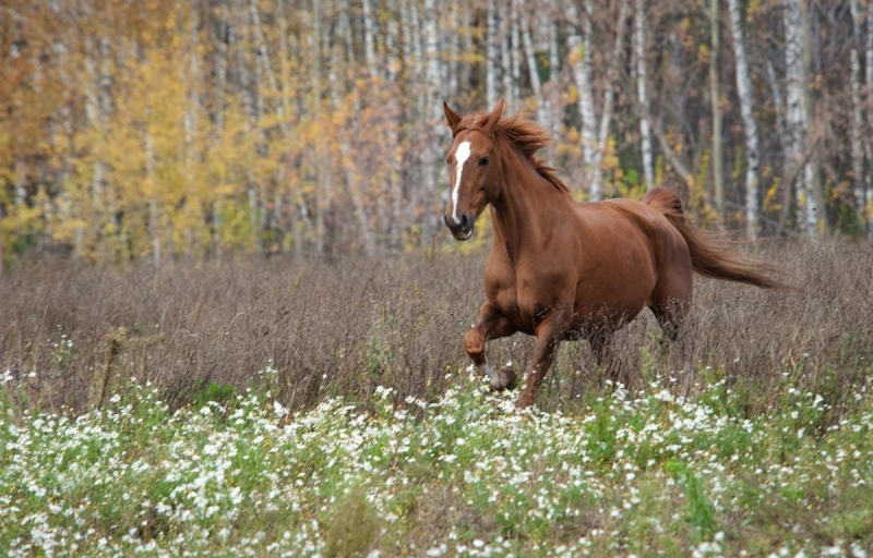 800x512, 370 Kb / конь, ромашки, цветы