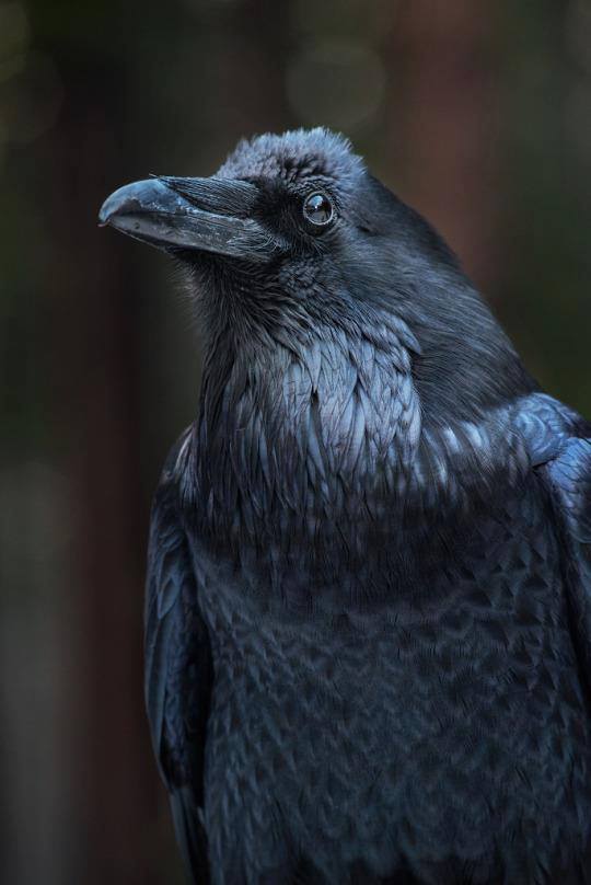 540x808, 41 Kb / ворон