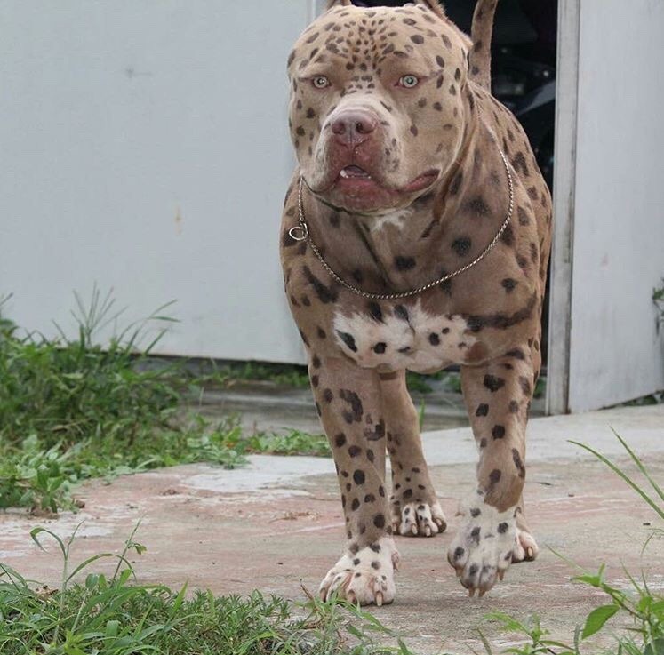 747x737, 125 Kb / собака, пятнистая