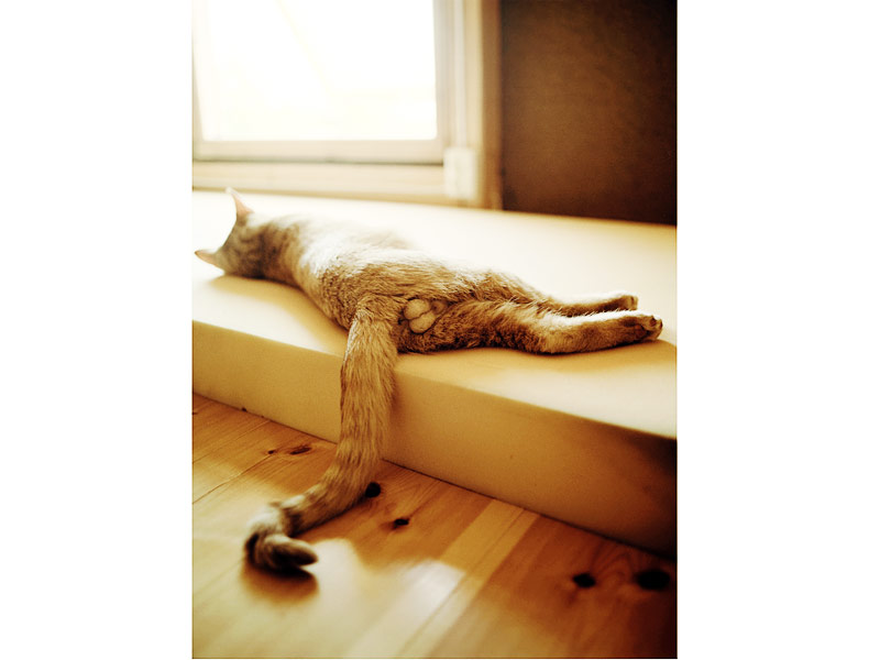 800x600, 56 Kb / кот, яйца