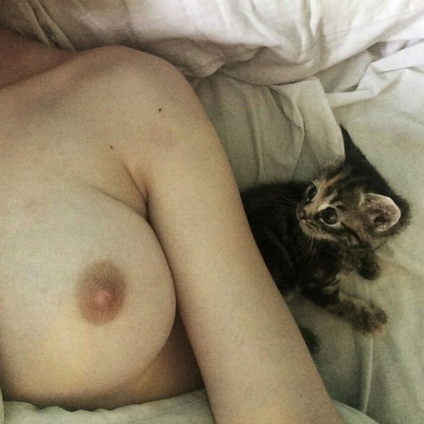 604x604, 76 Kb / Грудь, котенок, постель