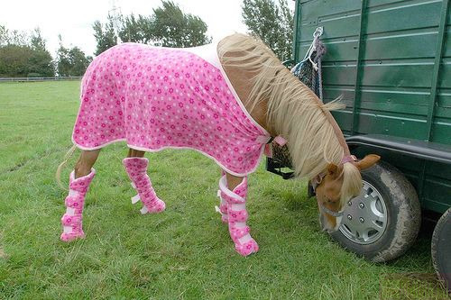 500x333, 72 Kb / лошадь