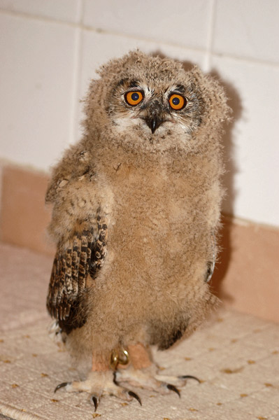 399x600, 62 Kb / сова