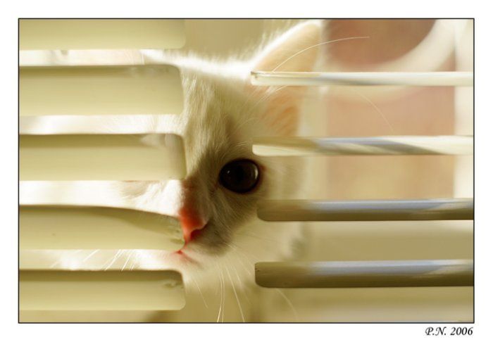 700x486, 31 Kb / котёнок