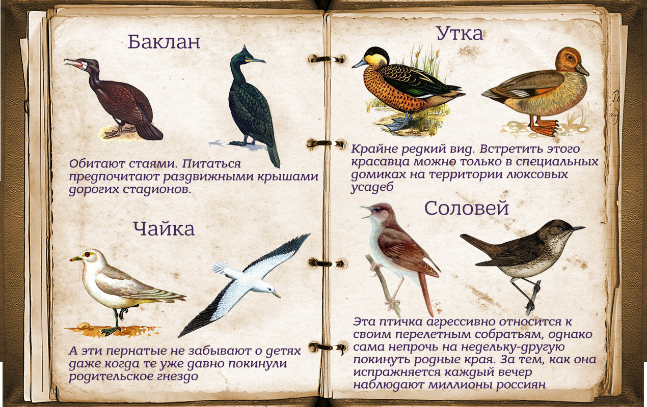 1270x800, 463 Kb / чайка, утка, баклан, соловей, политота